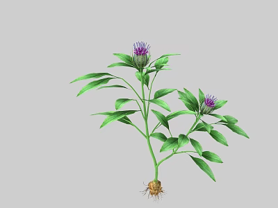 Vibrant Plant With Green Leaves Purple Flowers And Visible Roots 3d model