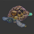 Tortoise with Yellow and Brown Patterned Shell on Black Reflective Surface