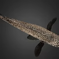 Spotted Marine Fish With Unique Black And White Body Pattern Appearance 3d model
