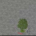 Katsura Tree In Paved Square With Human Figure For Height Reference 3d model