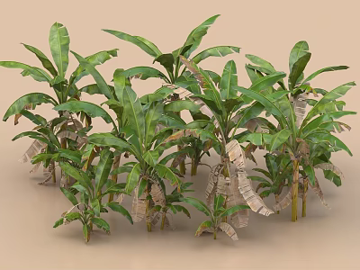 Banana Trees With Lush Green Leaves And Group Of Plants In Light Brown Background 3d model