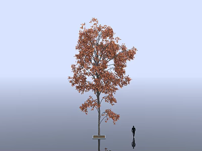 Tall Deciduous Tree With Orange Red Foliage Person Standing And Water Reflection Under Blue Sky 3d model