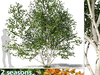 Two Seasons Birch Tree Decorative Ornament Set With Green Orange Leaves 3d model