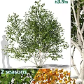 Two Seasons Birch Tree Decorative Ornament Set With Green Orange Leaves