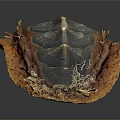 Spiny Marine Animal With Orange And Blue Striped Shell And Spiked Surface