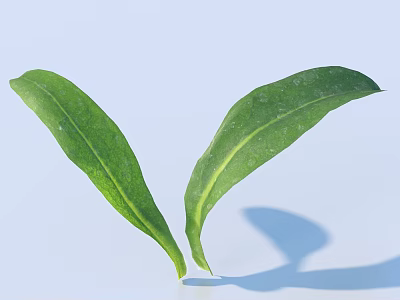Two Green Leaves With Clear Veins On Light Blue Background Showing Natural Leaf Shadow 3d model