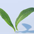 Two Green Leaves With Clear Veins On Light Blue Background Showing Natural Leaf Shadow
