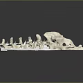 Animal Spine Skeleton Model White Anatomical Structure Curved Vertebrae With Holes On Black Reflective Background