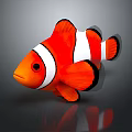 Orange And White Clownfish Aquatic Animal With Black Edged Fins 3D Rendered On Gray Background