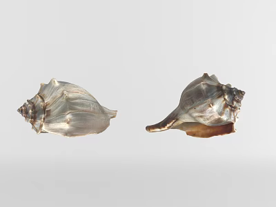 Shell Shaped Silver Tone Decorative Ornament Set For Home Decor 3d model
