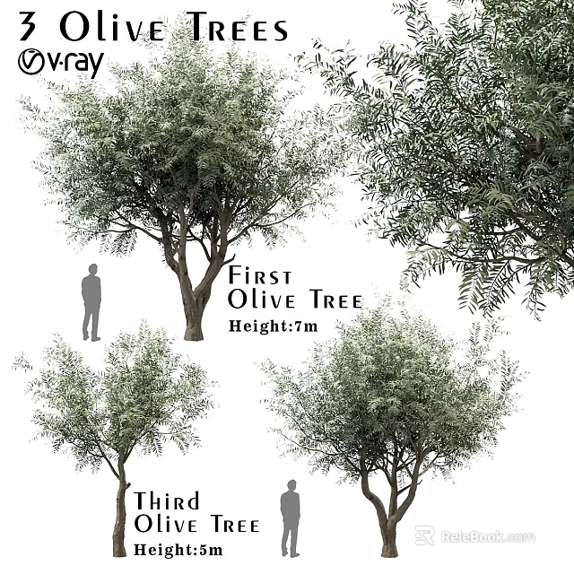 Olive Tree Varieties with 7m Height and Human Figure for Size Reference 3d model 