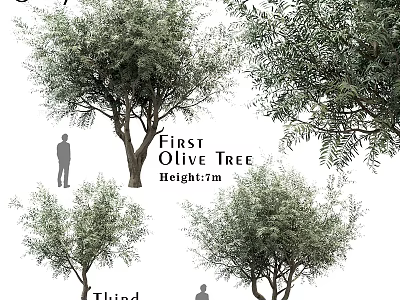 Olive Tree Varieties with 7m Height and Human Figure for Size Reference 3d model