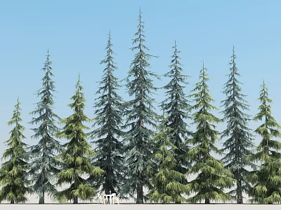 Tall Green Pine Trees Standing In Row Against Clear Blue Sky 3d model