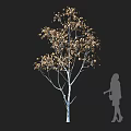 Golden Leaf Tree With White Trunk And Human Silhouette In Dark Background