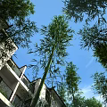 Public Facility With Tall Bamboo Plants White Building Balcony Windows And Blue Sky