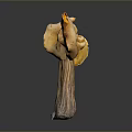 Fresh Organic Exotic Mushroom With Orange Yellow Frilly Edges And Trumpet Shape