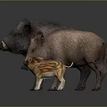 Three Wild Boars with Different Sizes and Colors Including Striped Piglet