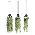 Three Hanging Basket Plants With Trailing Green Foliage And Black Hook Design