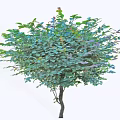 Lush Arbor With Vibrant Green Foliage Rounded Canopy And Purple Blossoms