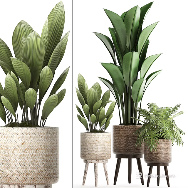 Bonsai Potted Plants With Woven Pots Large Green Leaves On Stand 3d model 