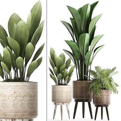 Bonsai Potted Plants With Woven Pots Large Green Leaves On Stand 3d model