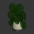 Potted Plant With Green Monstera Leaves In Beige Ceramic Pot For Home Decoration