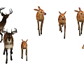 Brown Fur Deer Herd with Antlers Including Adult and Young Fawns
