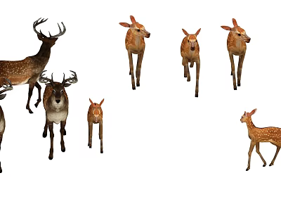 Brown Fur Deer Herd with Antlers Including Adult and Young Fawns 3d model