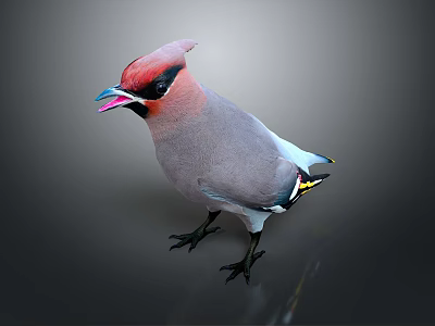 Vibrant Red Crested Bird Displaying Gray Plumage And Colorful Beak Features 3d model