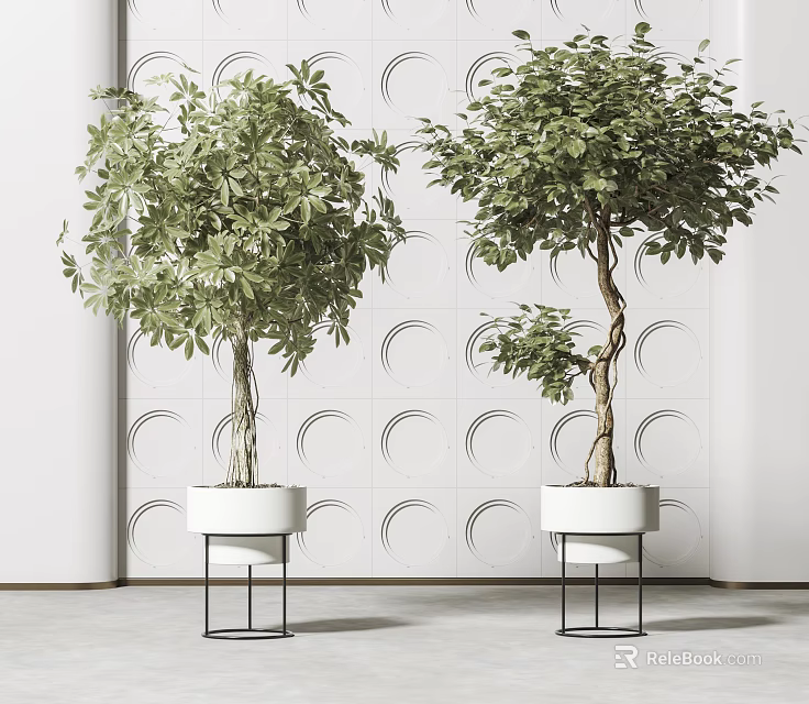 Bonsai Potted Plants In White Pots With Black Metal Stands Against Circular Pattern Wall 3d model 
