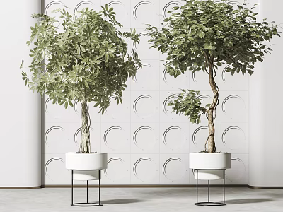 Bonsai Potted Plants In White Pots With Black Metal Stands Against Circular Pattern Wall 3d model