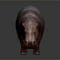 Hippopotamus 3D Model With Realistic Red Brown Skin Standing On Dark Surface