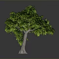 Lush Green Tree With Leafy Canopy And Brown Trunk In Isolated 3D Rendering