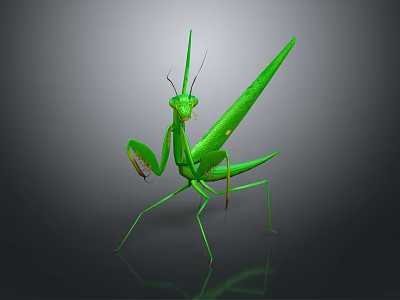 Green Mantis Flying Insect With Long Legs And Front Claws Standing On Dark Background 3d model