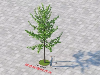 Ginkgo Tree With Green Leaves Standing On Gray Paved Ground And Person Nearby 3d model