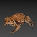 Brown Toad With Rough Skin And Small Colorful Object On Gray Background 3d model