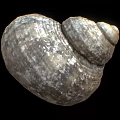 Tortoise Reptile Shell Featuring Natural Texture And Intricate Patterns Close Up