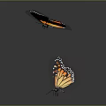 Two Orange And Black Winged Butterflies With Spots On Gray Background And Reflection