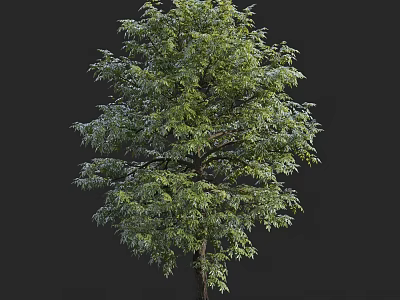 Lush Arbor With Dense Green Foliage And Sturdy Trunk Against Dark Backdrop 3d model