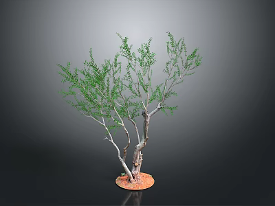 Green Foliage Plant with Multiple Trunks and Orange Base on Dark Background 3d model