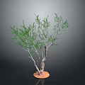 Green Foliage Plant with Multiple Trunks and Orange Base on Dark Background