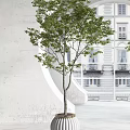 Lush Green Potted Bonsai Trees in White Striped Planters with Archway and Building View