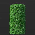 Well Trimmed Green Cylindrical Shrub With Lush Foliage For Garden Landscaping