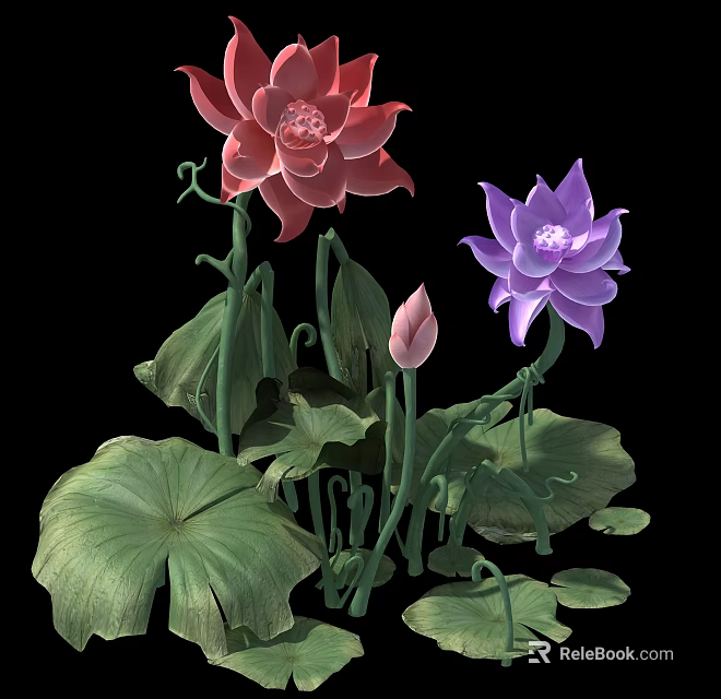 Pink and Purple Blooming Lotus Flowers with Green Leaves and a Bud 3d model 