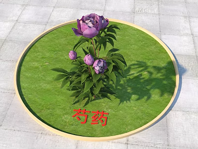 Purple Peony Flowers With Green Leaves On Green Grass In Round Wooden Frame 3d model
