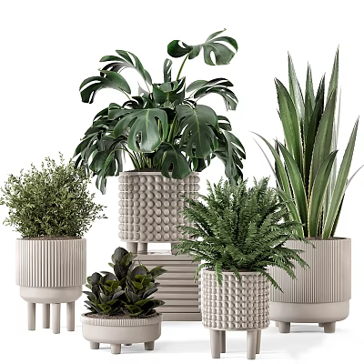 Modern Indoor Potted Plants With Monstera Fern Aloe And Ribbed Textured Ceramic Pots 3d model