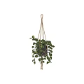 Hanging Green Plant In Black Pot With Jute Rope And Lush Leaves