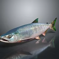 Shiny Silver Fish with Green Fins and Tail Open Mouth on Gray Background and Reflection