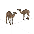 Two Brown Camels Standing On White Background In Natural Posture 3d model