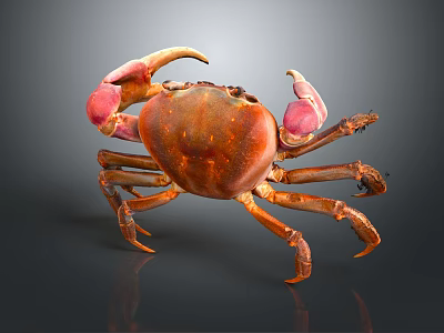 Vibrant Orange Crab With Pink Claws On Dark Background Detailed Close up View 3d model